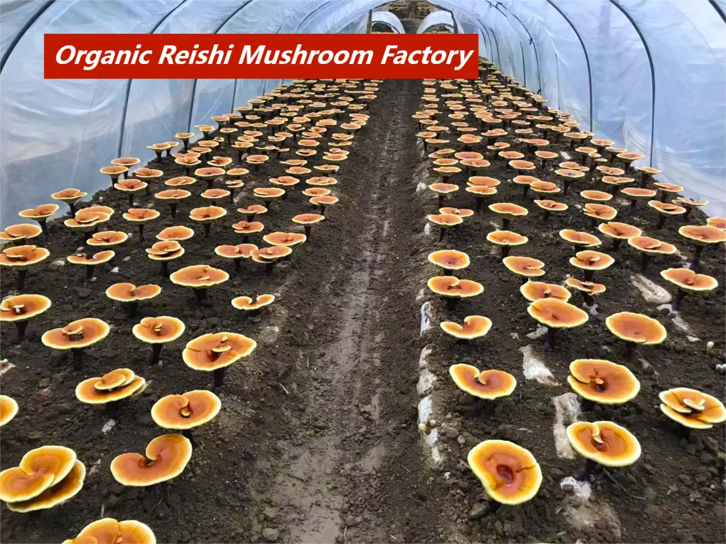 Organic Mushroom Extract Powder Reishi Mushroom Extract Lingzhi Extract Powder With Organic Certificates
