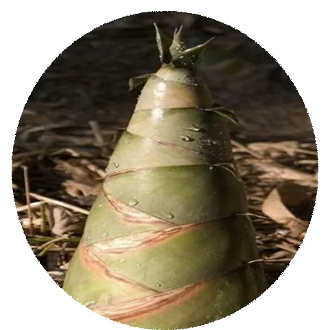 2021 Свежие Бамбуковые семена бамбука