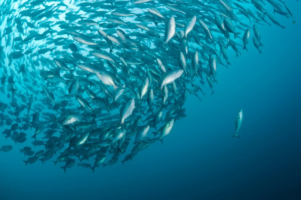 30W 50W White Green Fish Lure Attract Finder Lamp LED Underwater Fishing Light-Brightens instantly when exposed to water