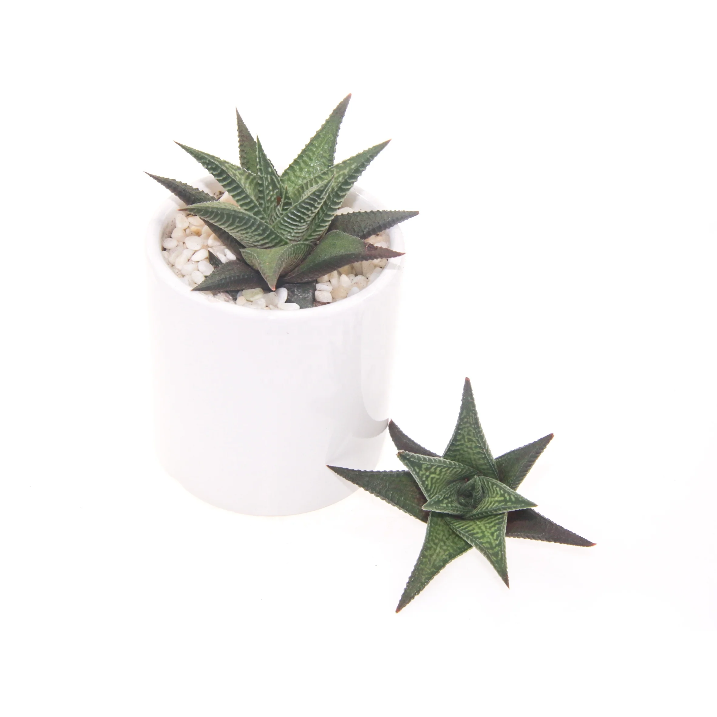  Комнатные и уличные живые суккуленты Haworthia limifolia для украшения