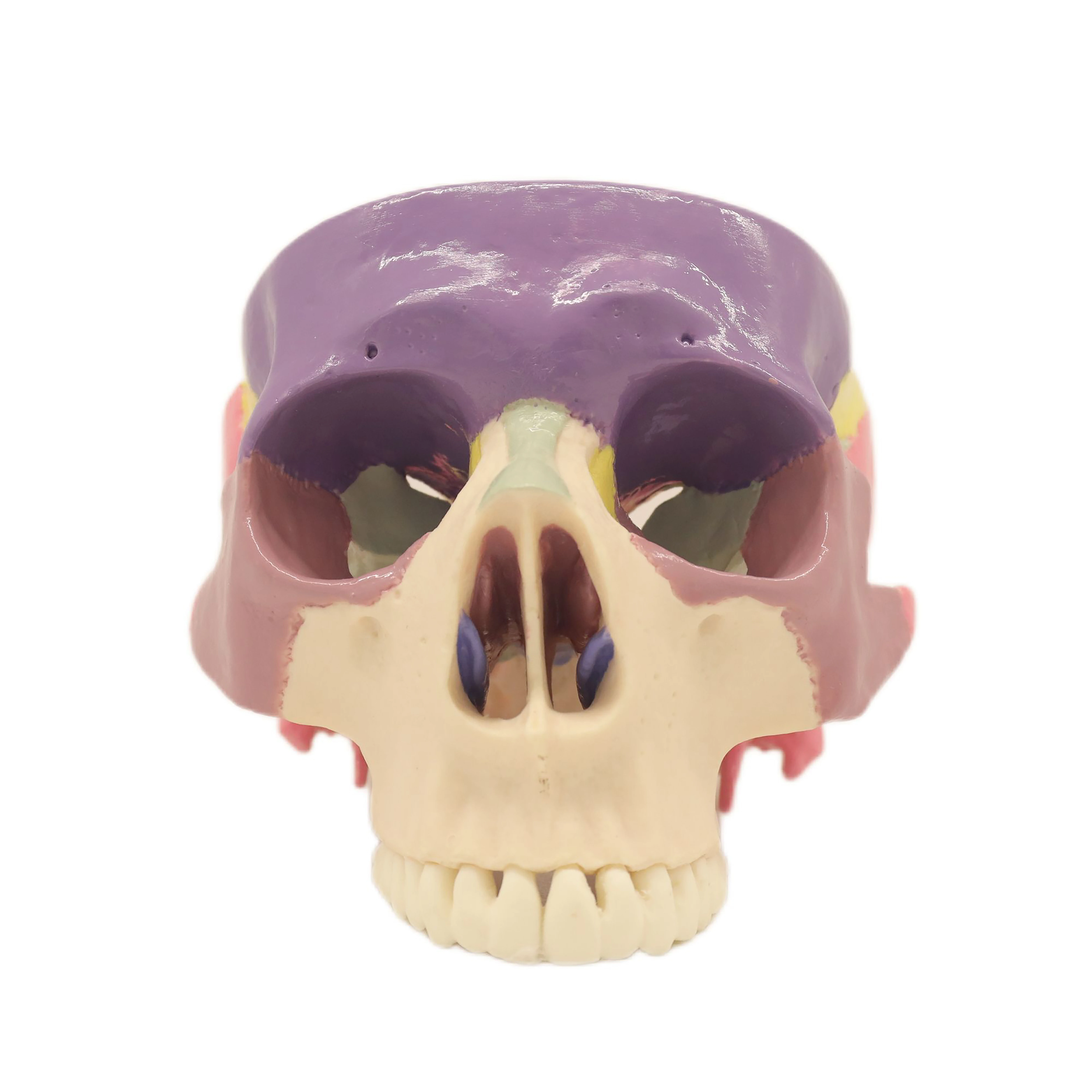 Medical Educational Equipment PVC Expansion Model Of Cranial Base