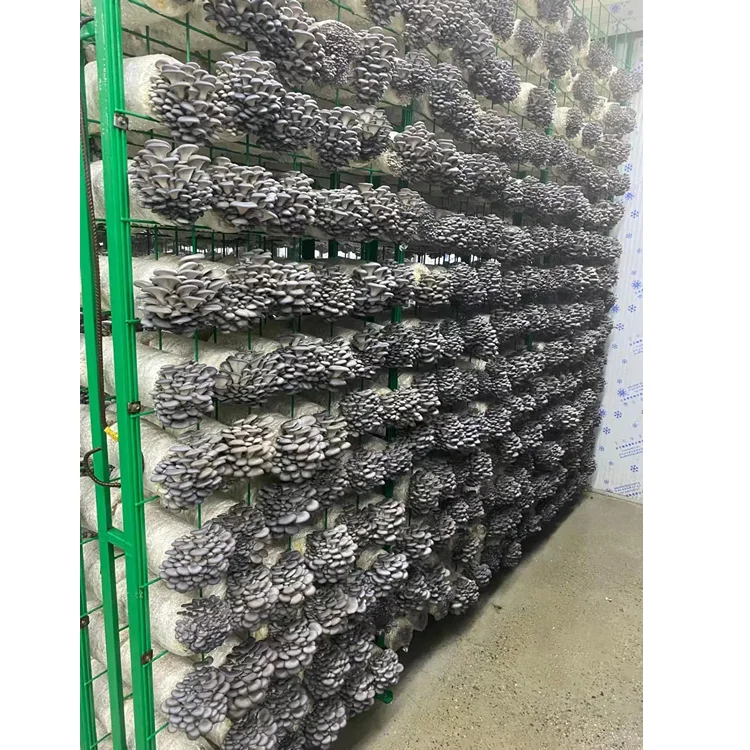 Высококачественные прочные полки для выращивания устричных грибов/шиитаке/львиных