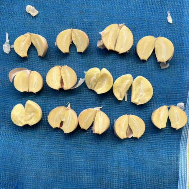 Factory Price Best Quality Bulk New Crop Vegetable From China Export Albania