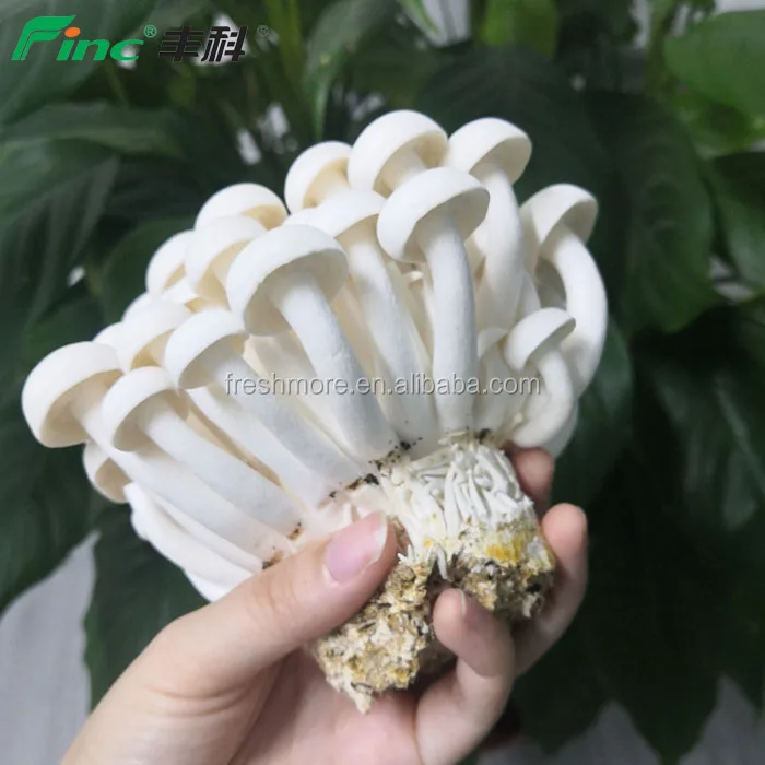 
Agricultural Enterprise Grows Fresh vegetables product 