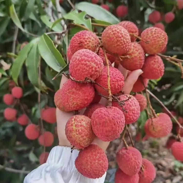 high good feedback lychee sweet tender juicy fruit
