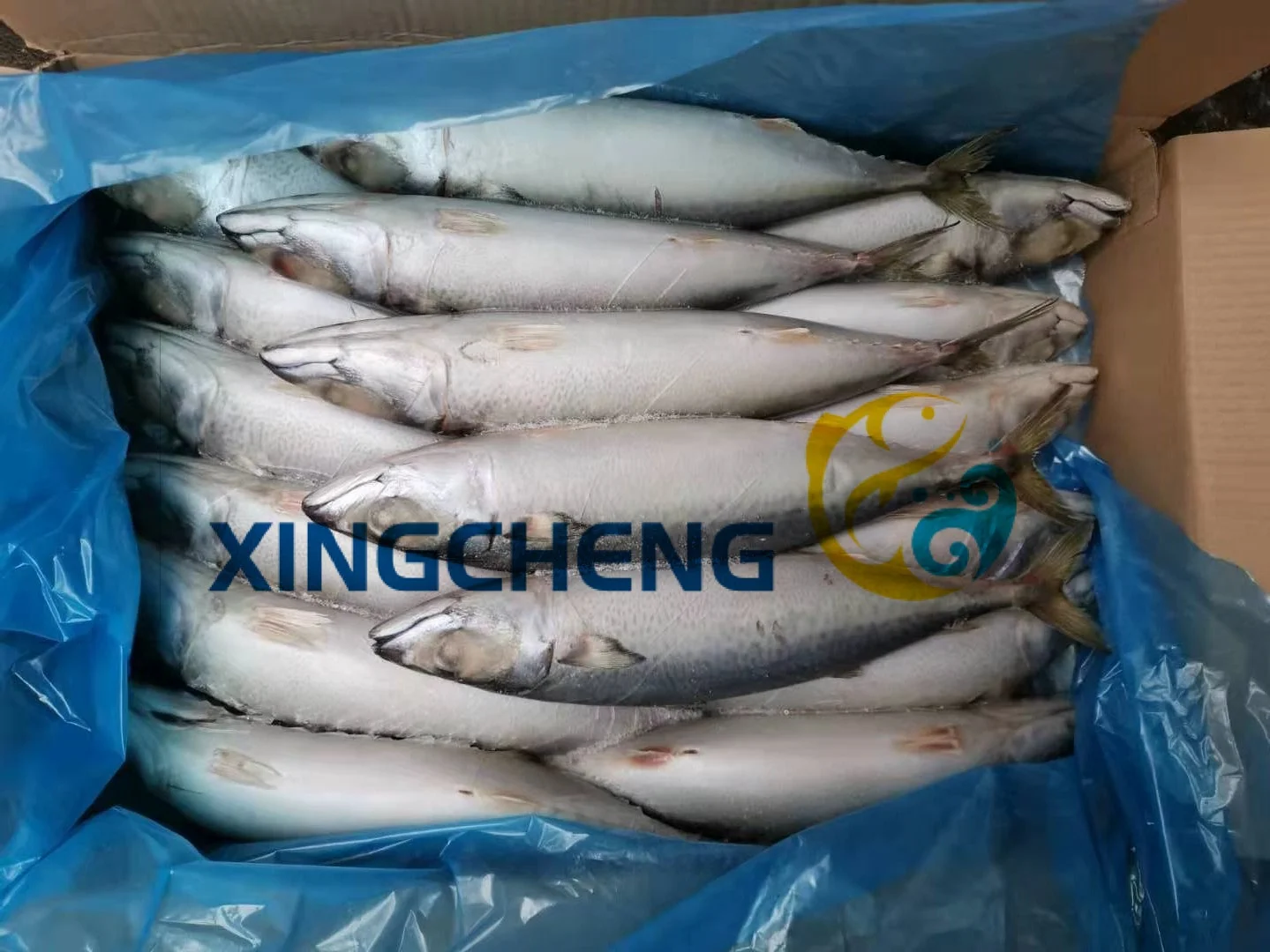 Land Frozen Pacific Mackerel (Scomber Japonicus) Big Size:400-600g/pc
