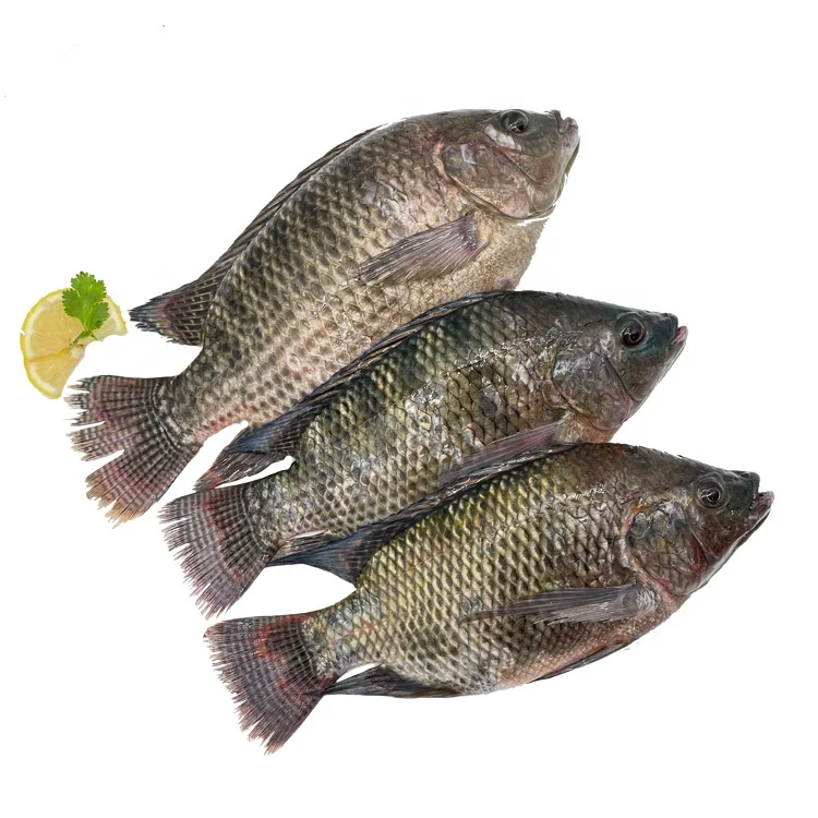 Wholesale Tilapia Fish 500-800G Frozen Tilapia Exporters