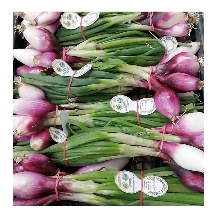 Italian Export Fresh Red Spring Onion Vegetables Fresh Spring Onion