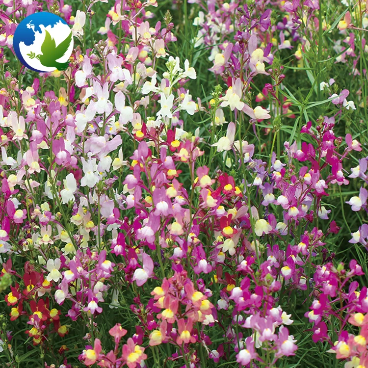
Perennial Summer Ornamental Flower Seeds Toad Vulgaris Linaria Toadvertisement Flax Toadflax Seeds 