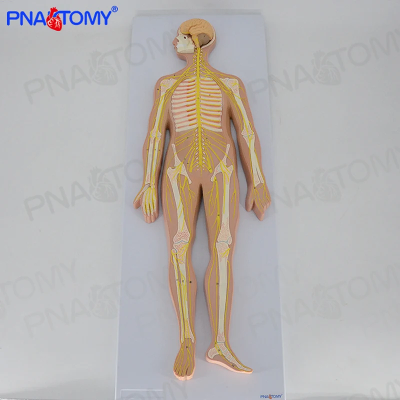 Human Nervous System Anatomical Model Brain Anatomy Spine and Skeleton Nerves Educational Equipment Medical Sciences
