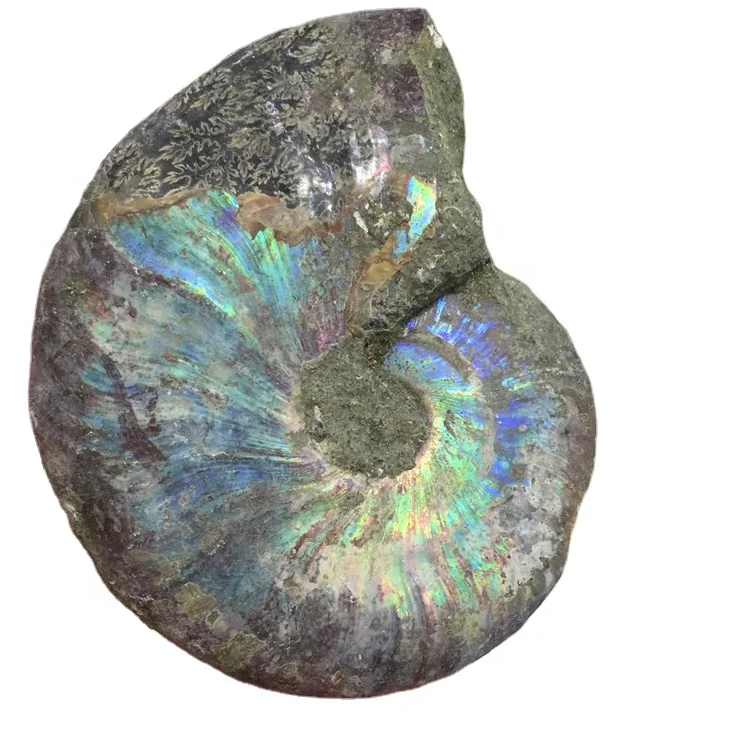Wholesale Natural High Quality Snail Stone Ammonite Crystal With Flash Shinning for Sale