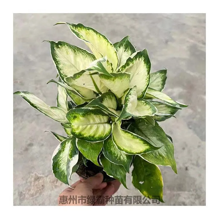 Popular Chinese Evergreen plant  White Moonlight Aglaonema  artificial plant bonsai