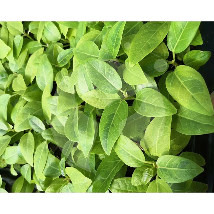  Китайский производитель натуральное растение Ficus altissima cv.Variegata