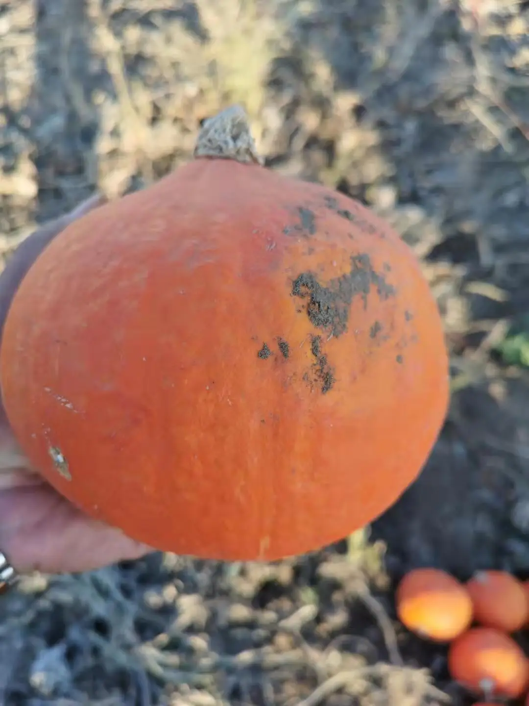 Dehydrated Dried Pumpkin Flakes Pumpkin cubes Pumpkin powder