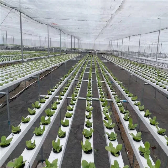 Searea Hydroponics Growing System for vegetable planting