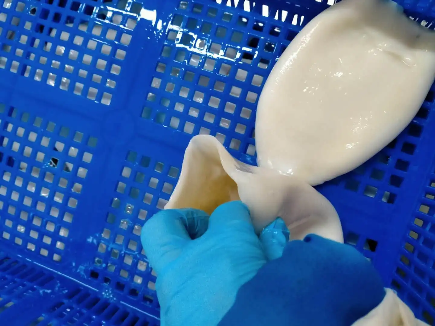 IQF Frozen Squid Tube U3 Frozen Peru Squid for Indonesia Market