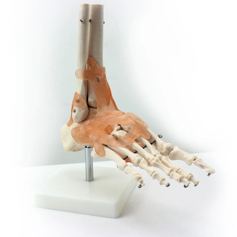 Factory hot sale Life-Size Foot Joint with Ligaments of PVC Including flexible and artificial ligaments