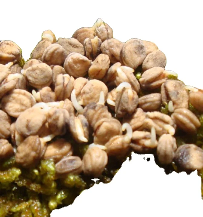 100g NON-GMO accelerating germination vernalization ginseng seeds for sowing