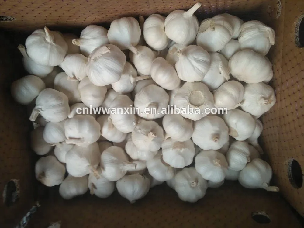 
fresh garlic 