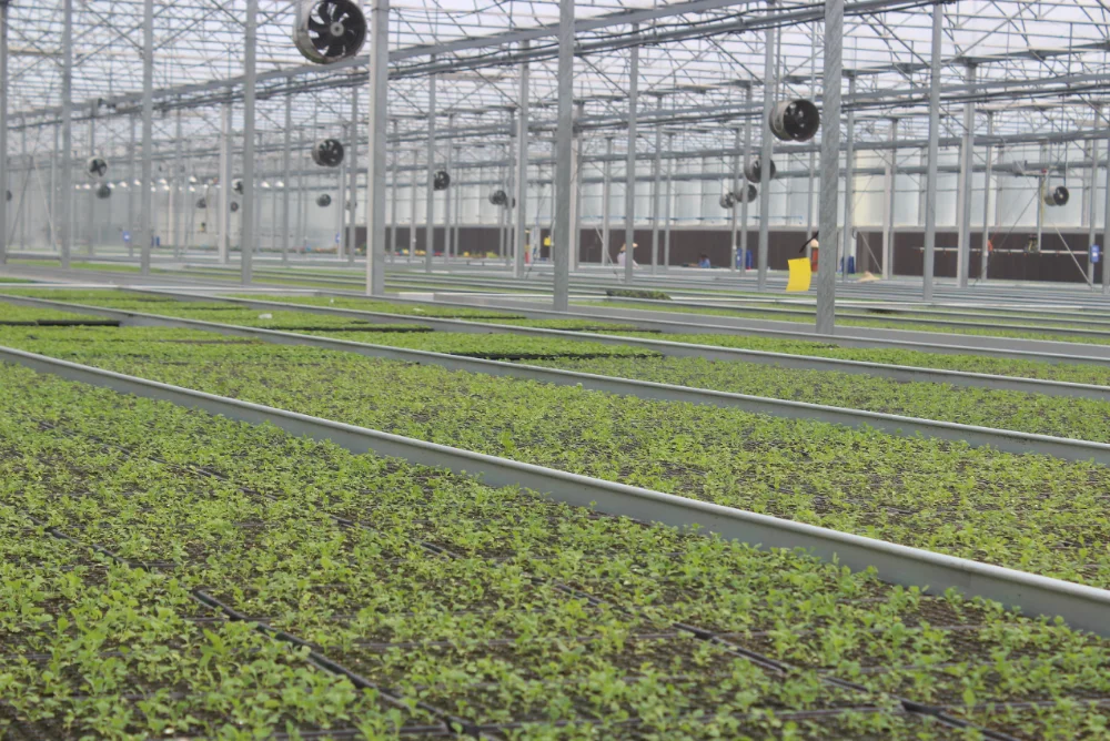 
Hot sale commercial glass greenhouse shade green house for plants/vegetable/flowers 