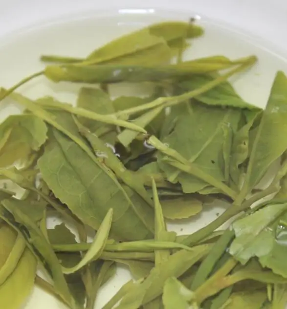 
Cha ye green leaves Digestant Folium Gemmae Camellia Sinensis tea 