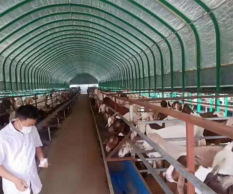 Low Cost goat farming Easy assemble steel structure goat farm shed