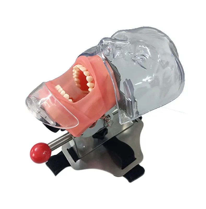 Dental simulation simple head unit ,dental phantom head