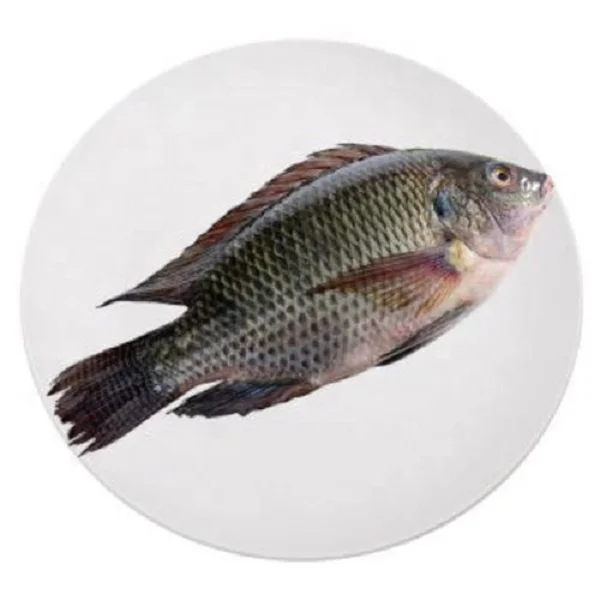 DMPT Tilapia Fast Fattening China Wholesale DMPT Dimethylpropiothetin 85% Cas 4337-33-1 For Tilapia Nilotica Fish