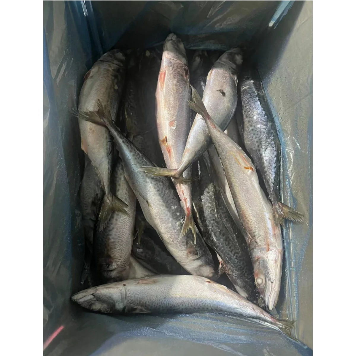 Supplying Fresh Seafood Seafrozen Pacific Mackerel Manufacturer