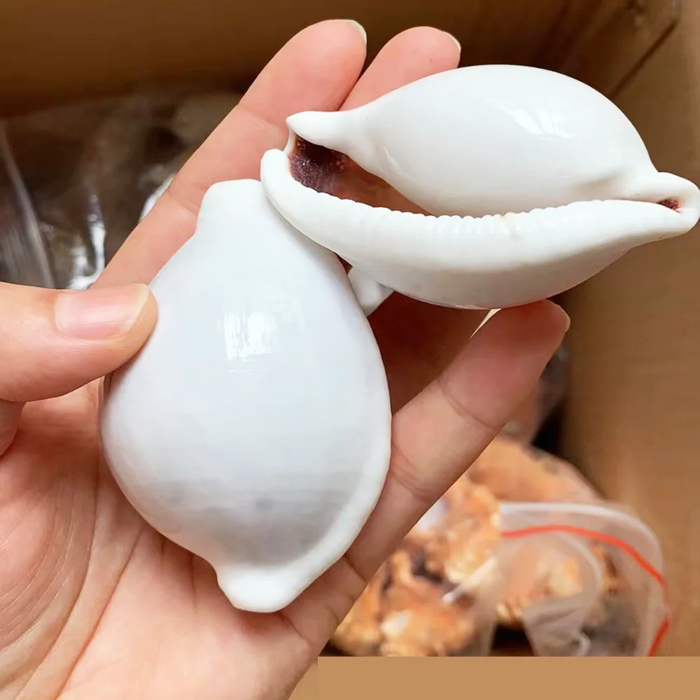 6-8 cm Natural White Rabbit Conch Seashells Shell Conch Beach Decorations For Home Wedding aquarium Fish Tank