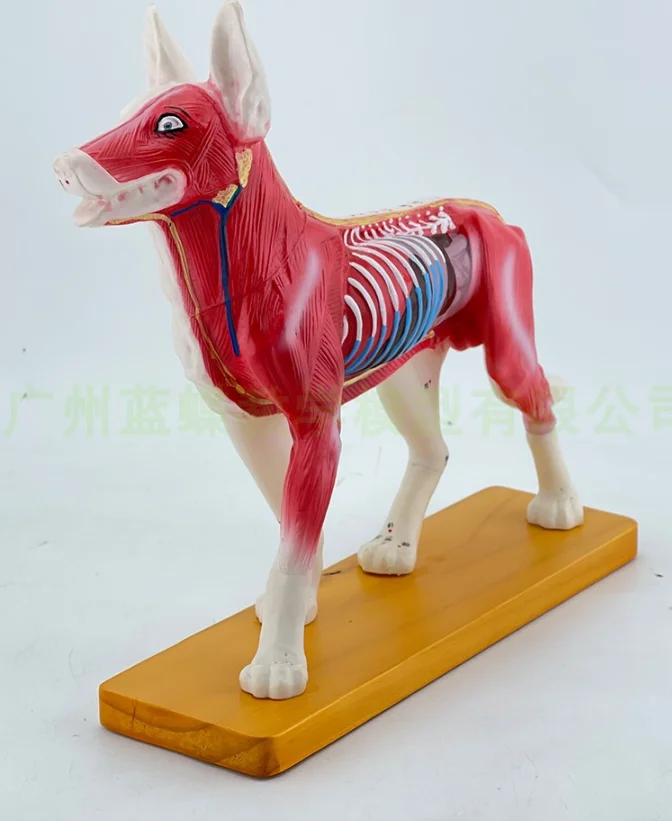 Veterinary teaching Acupuncture points model animals dog anatomy model