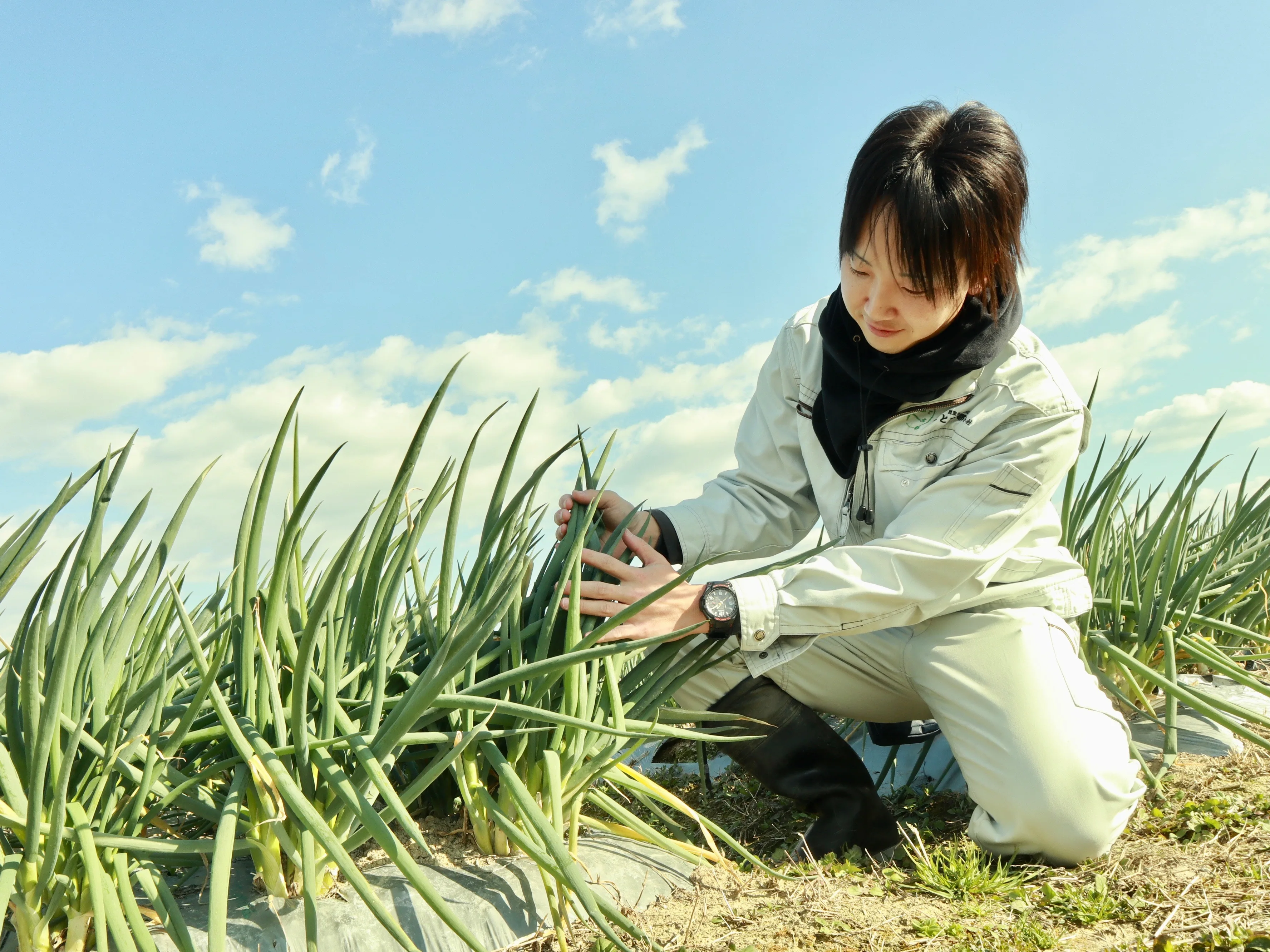 Sliced whole three differently sliced new green frozen leafy vegetable