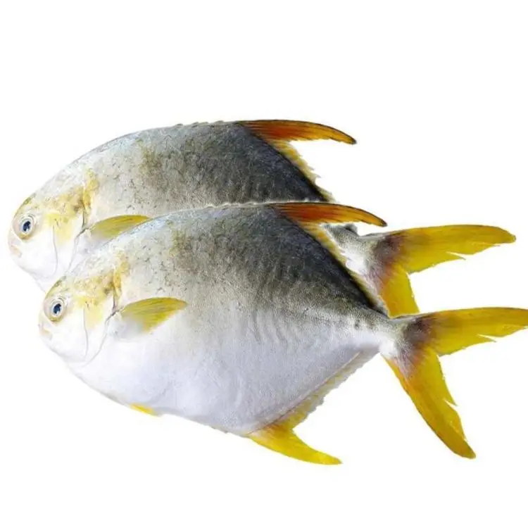 
Hot Sale High Quality Frozen Golden Pompano Pomfret Fish Sea Fish Trachinotus Ovatus 