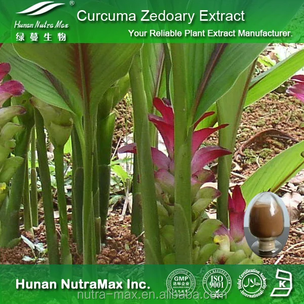 Curcuma Zedoary Root Extract Powder 4:1 to 20:1