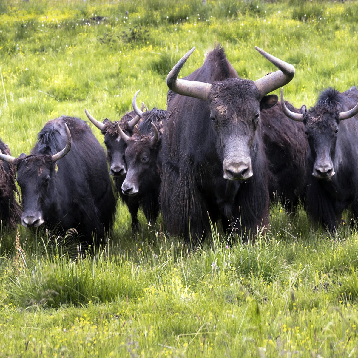 High on Demand Quality Frozen Yak Beef Meat For Export Available at Affordable Price