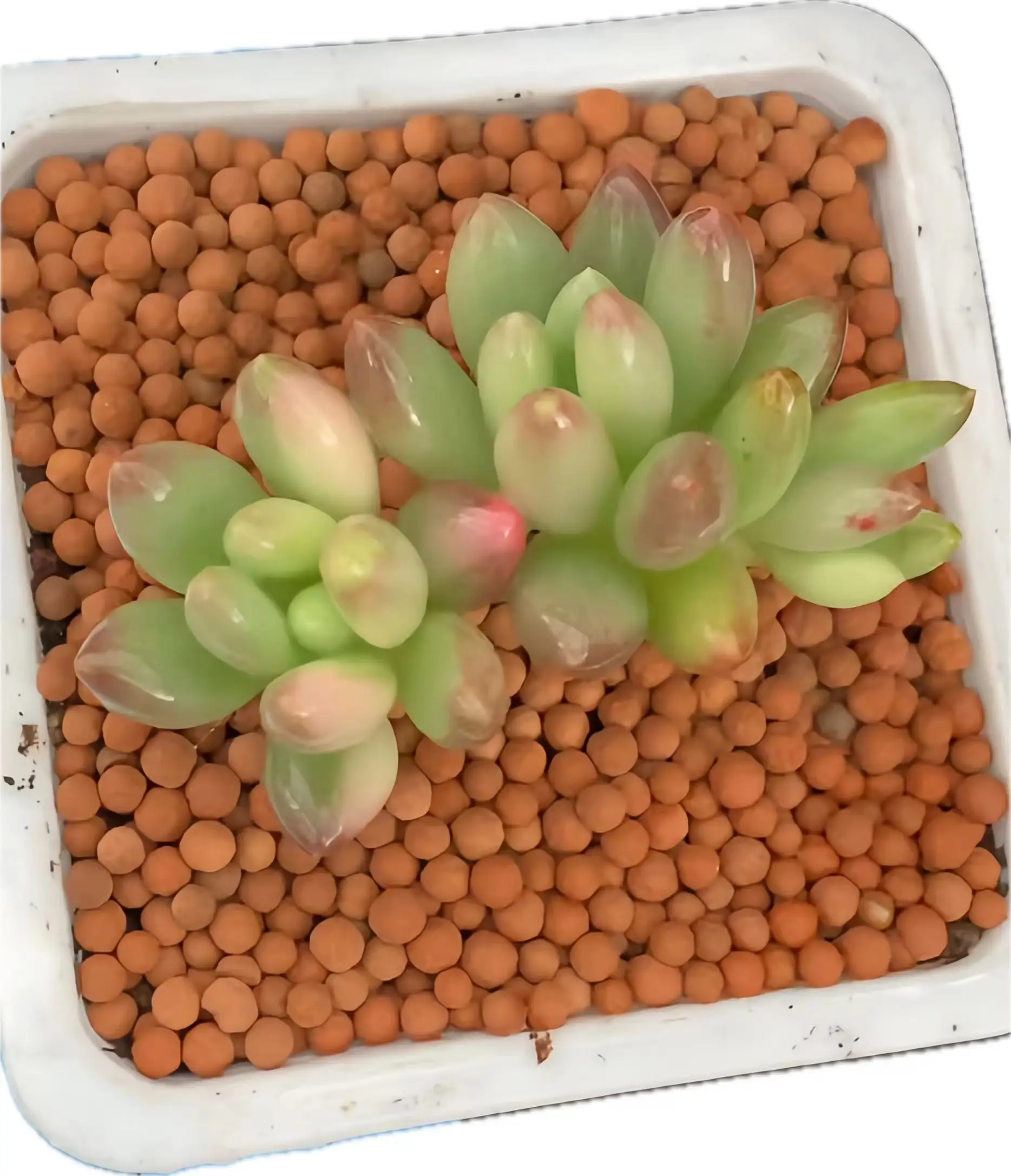 Popular selection: Echeveria Perfume Baby White Brushed Variegated - Small greenery on the home windowsill