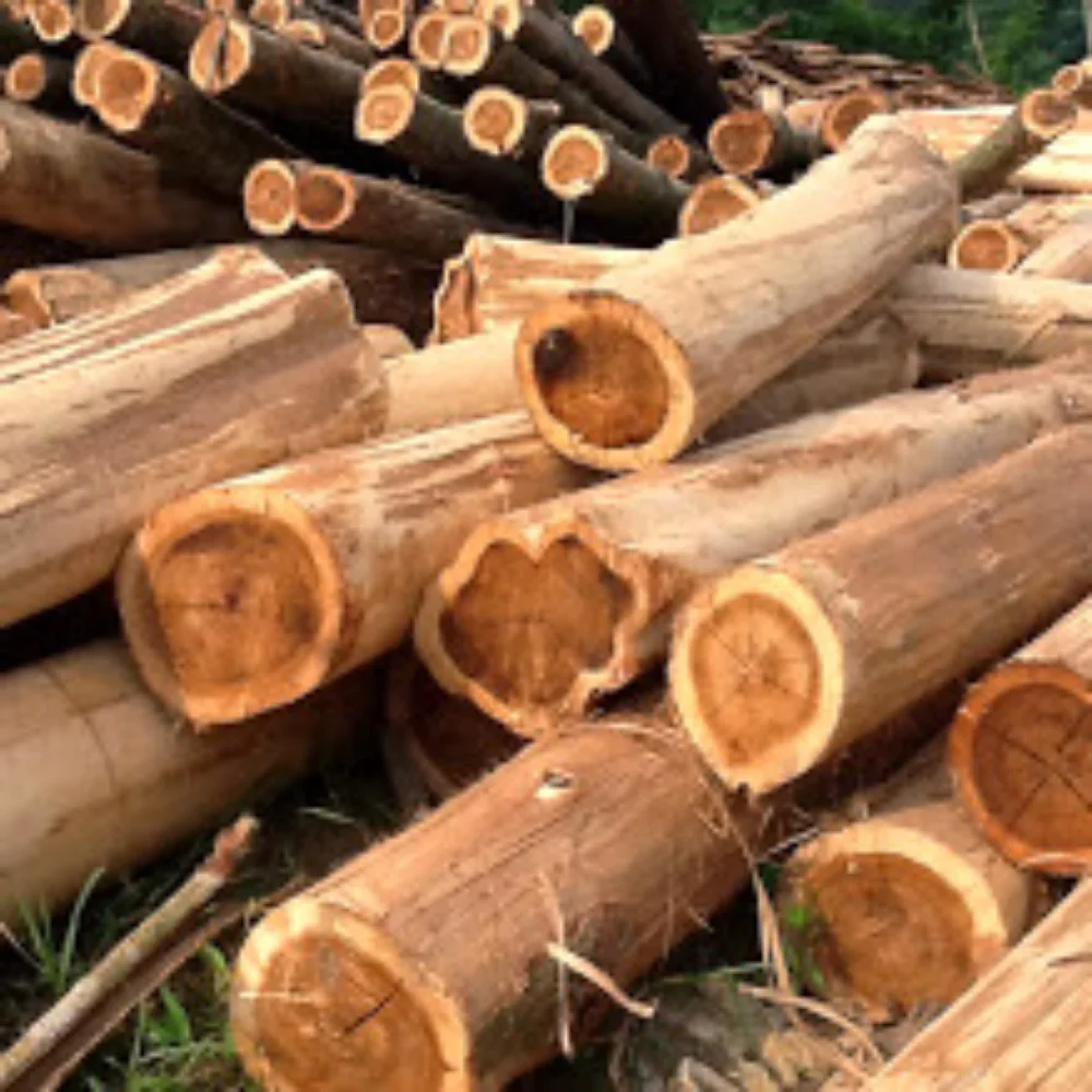 Лидер продаж дешевые деревянные бревна акации для импортеров из Вьетнама
