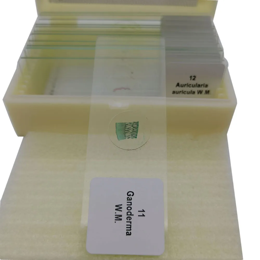 School Supplies 12PCS Set Fungi Prepared Slides Teaching Microbiology Prepared Slides