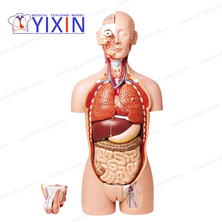 YIXIN/ Classic Unisex Torso,85cm,17-parts, Plastic Human Body Teaching Anatomical Model