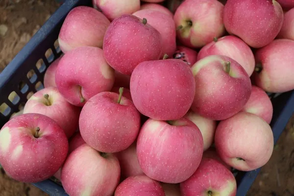 Best price of China manufacturer red fresh fuji apples