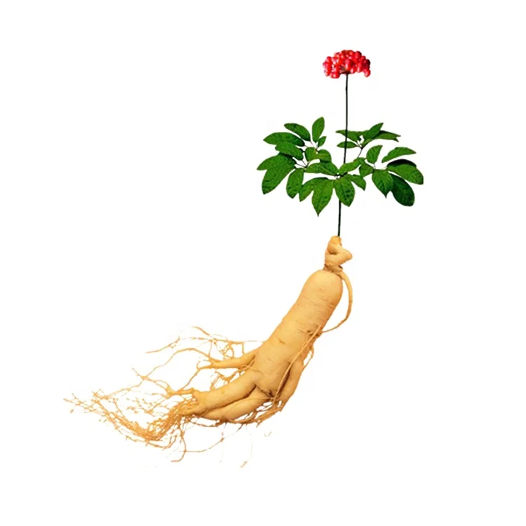
Chinese export herbal high-quality gingseng ginseng root 