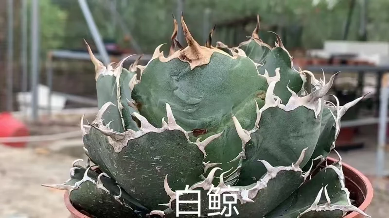 Agave Titanota 'White whale' Seedlings Indoor High-quality Plants for Wholesale Ornamental Plants for Nursery
