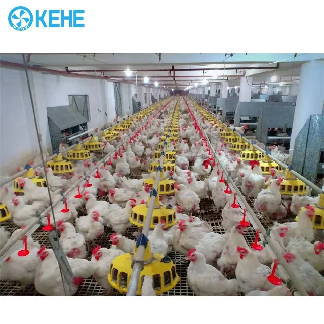 Factory Price Automatic Hanging Chicken Nipple Drinker and Pan Auto Feeding Line System for Poultry Chicken House