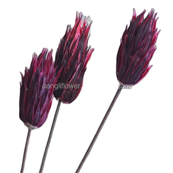 Dried natural Phlogacanthus Fire-blossom gumbo small okra Flower handicrafts