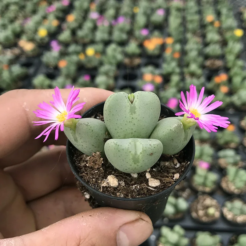 
Succulent plants Major general Mother plant Wholesale of indoor potted plants 