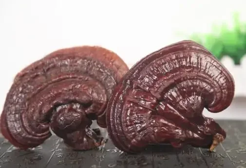 100% High Purity Reishi Spore Oil Lingzhi Capsule Ganoderma Lucidum Spore Oil