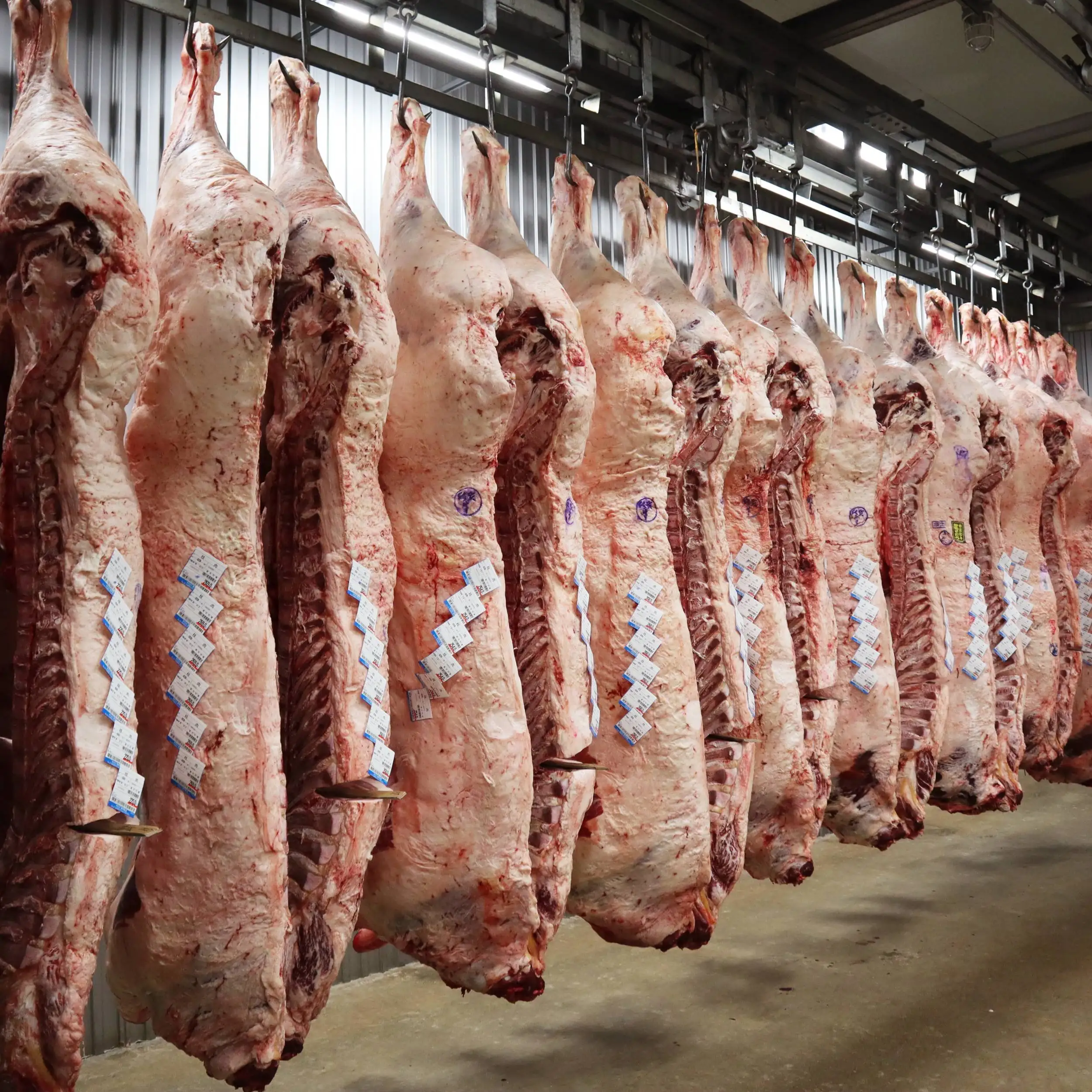 Fresh Full Set Exotic Frozen Beef Bulls Meat From Japanese Wagyu