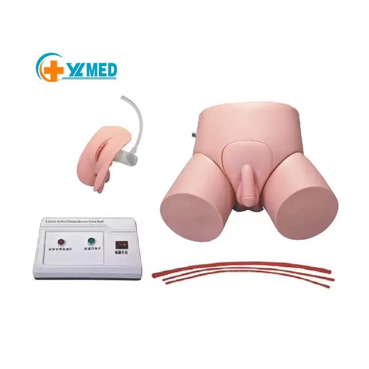 Медицинская научная дешевая электронная модель симулятора обучения мужчине/женщине уретрной катетеризации и клизме