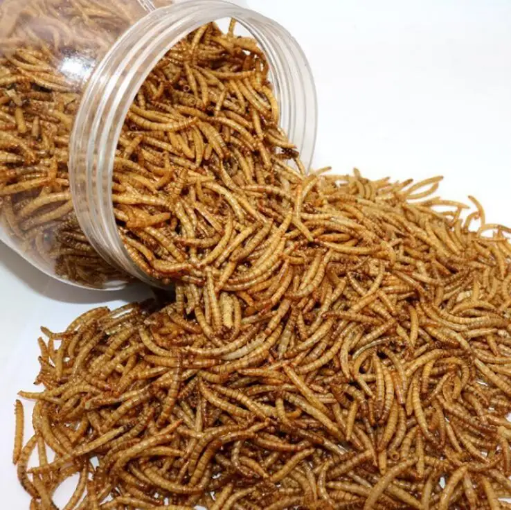 dried mealworms.jpg