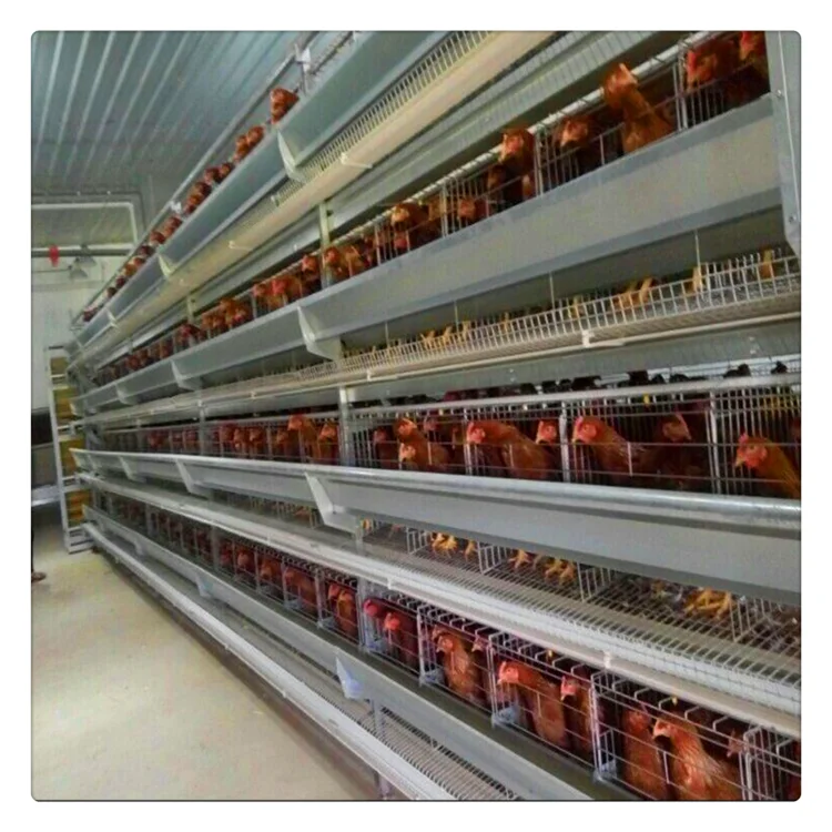 Poultry farm used a type ladder laying hen chicken cages with egg collection system/machine